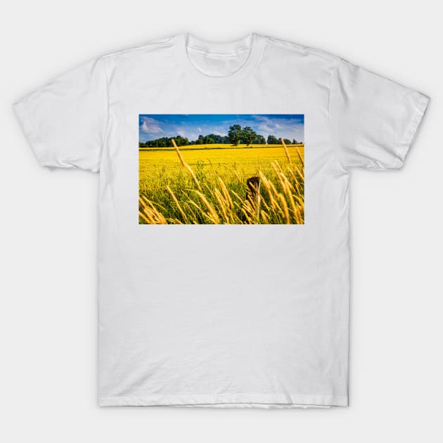 Summer Wheat Field 3 T-Shirt by Robert Alsop